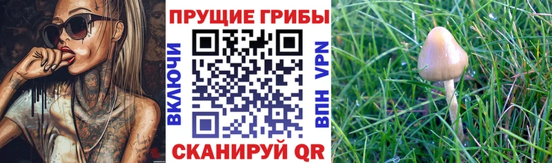Галлюциногенные грибы Magic Shrooms  KRAKEN tor  Великие Луки 